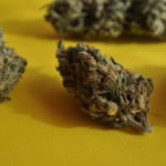 Закладки шишки Бровары.